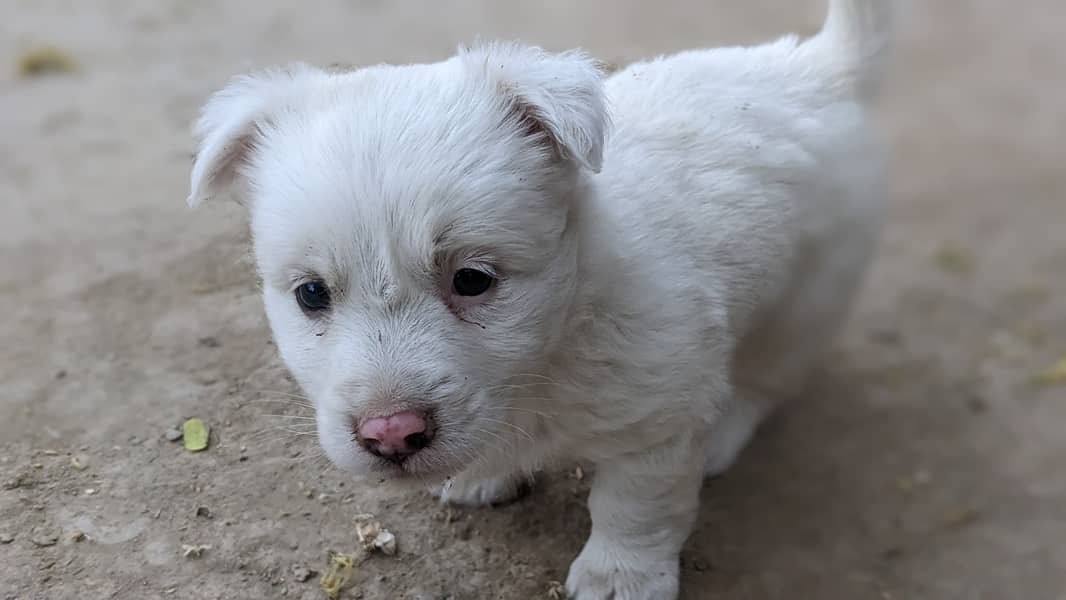 Russian Zero Size Puppy 1