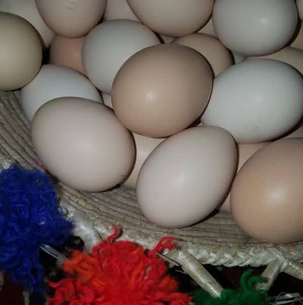 Fresh Desi Eggs 1