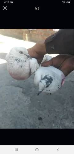 Sialkot couple pigeon male and female