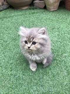 Persian Kittens For Sale Male And Female Cat