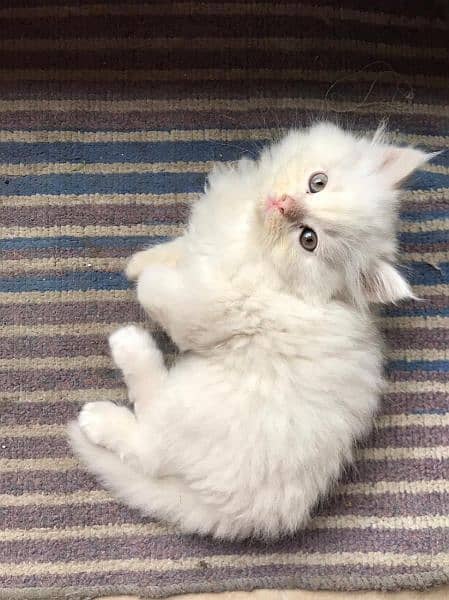 Persian Kittens For Sale Male And Female Cat 3