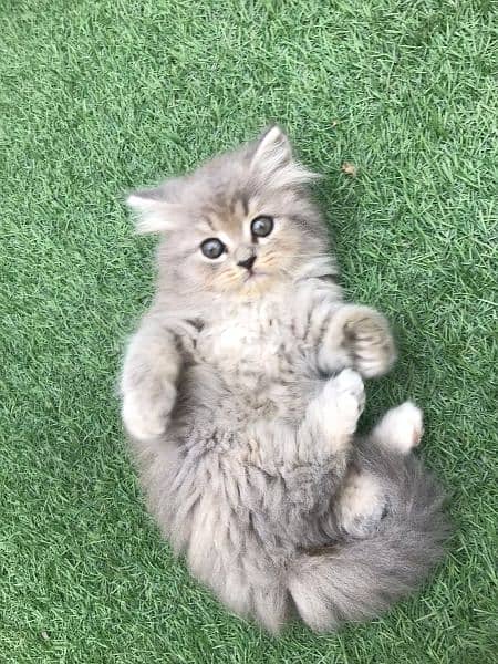 Persian Kittens For Sale Male And Female Cat 4