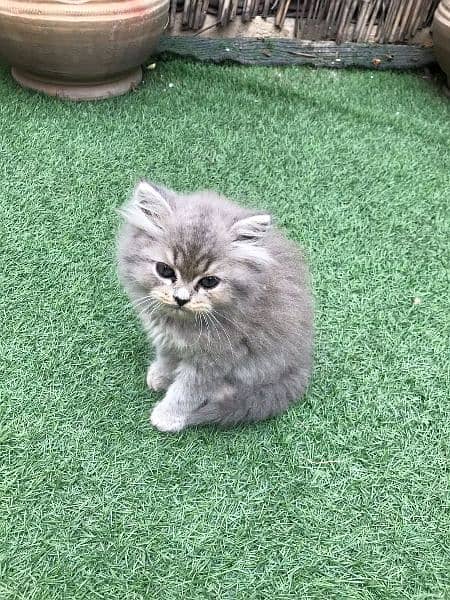 Persian Kittens For Sale Male And Female Cat 6