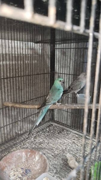 Rump / Love Birds / Cage 8