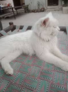 white cat male for sale