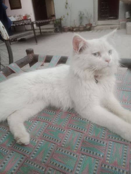 white cat male for sale 1