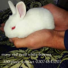 rabbit bunnies 0328-8051806