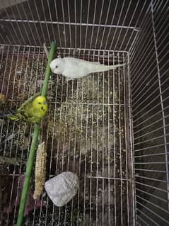 Parrots pair for sale