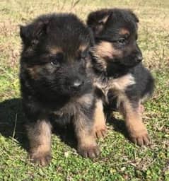 gsd German shepherd puppies available