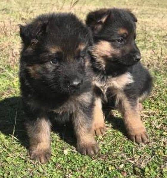 gsd German shepherd puppies available 0
