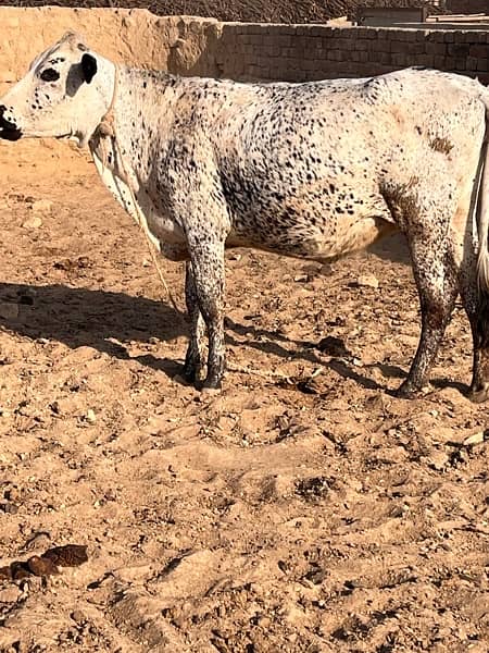 PREGNANT HEIFER FOR SALE 7