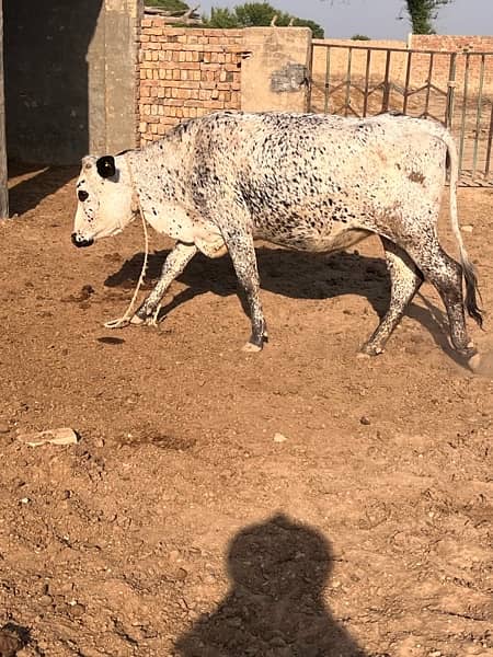 PREGNANT HEIFER FOR SALE 8