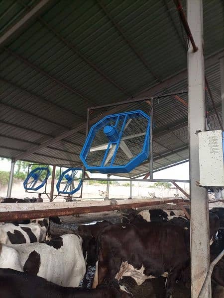 54" ,48" ,46" ,3 Phase & 1 phase motor dairy farm fan _ Dairy farm fan 1