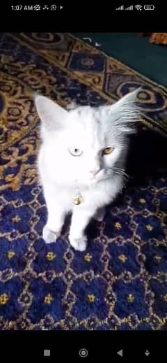 white persion doubel colour eye cat for sale