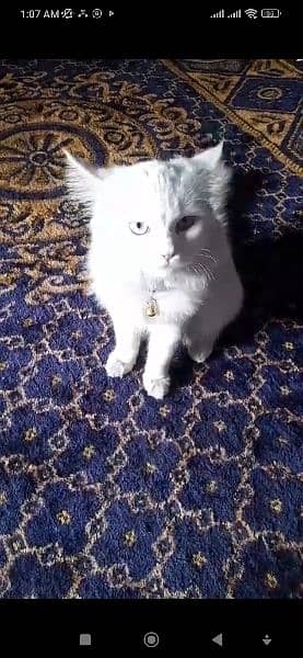 white persion doubel colour eye cat for sale 2