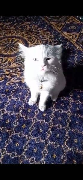 white persion doubel colour eye cat for sale 3