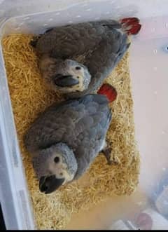 African Grey Parrot chicks looking for new home
