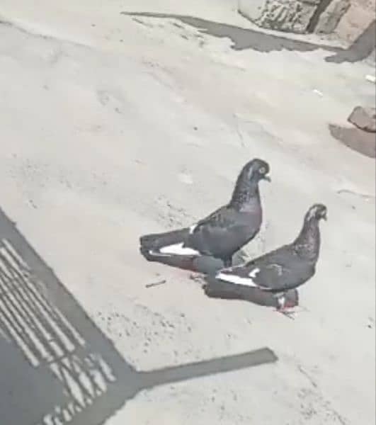 A+ quality pigeons for sale contact 03314646674 8