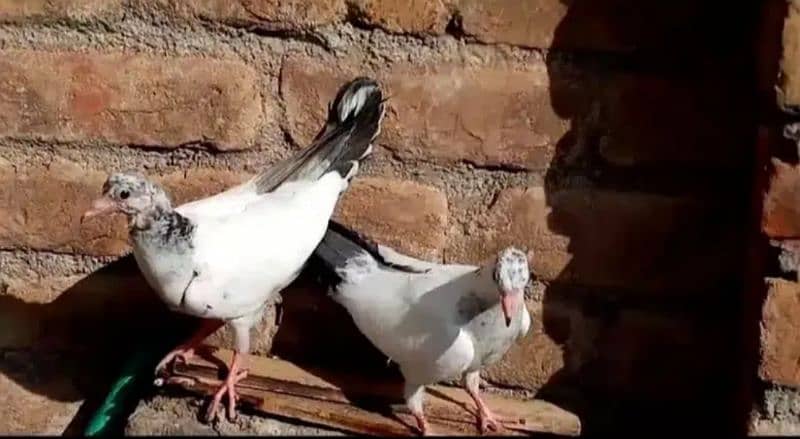 A+ quality pigeons for sale contact 03314646674 10