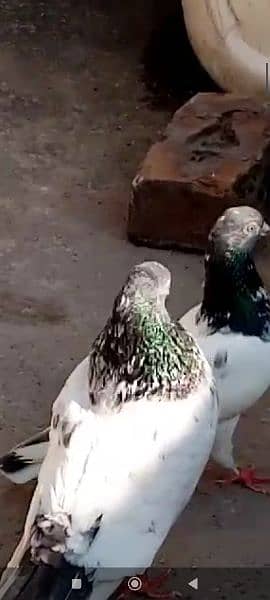 A+ quality pigeons for sale contact 03314646674 11