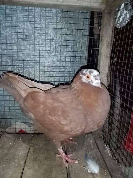 A+ quality pigeons for sale contact 03314646674 12