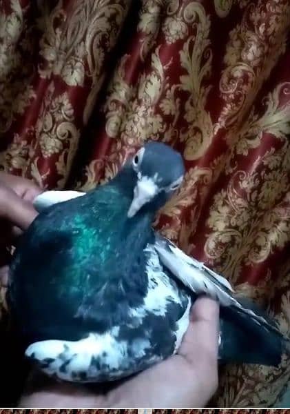 A+ quality pigeons for sale contact 03314646674 1
