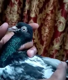 A+ quality pigeons for sale contact 03314646674