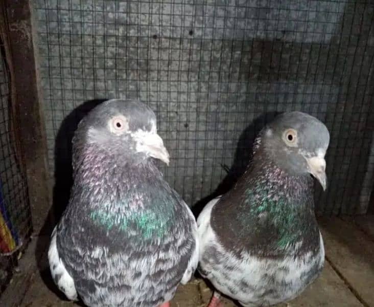 A+ quality pigeons for sale contact 03314646674 14
