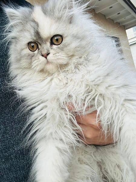 2 Persian kittens triple coat punch face 4 months for sale 0