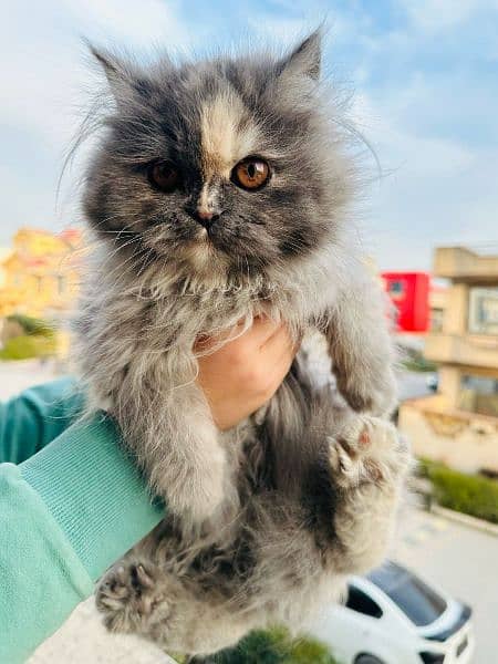 2 Persian kittens triple coat punch face 4 months for sale 2