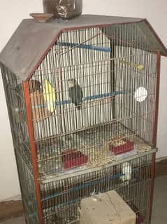 2 pairs albino black eye and Rosicoli with Cage
