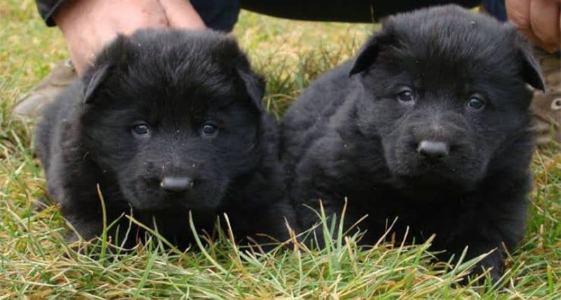 gsd German shepherd puppies available 1