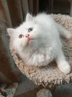 Blue Eyes Persion kitten 0