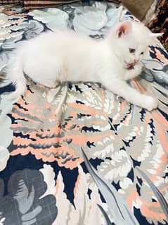 Persian kittens double coated