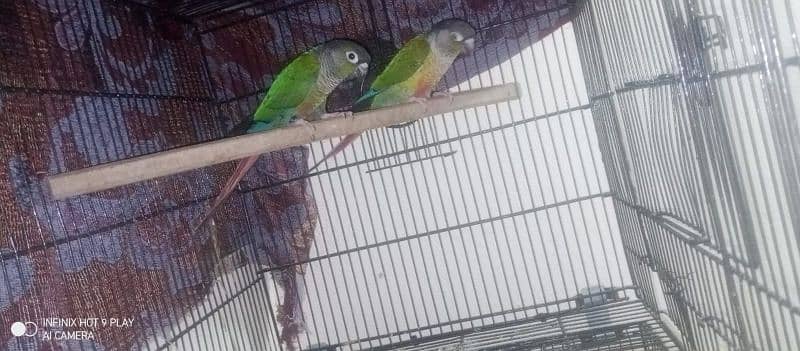 sale or exch conure breeder DNA pair 0