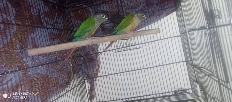 sale or exch conure breeder DNA pair 1