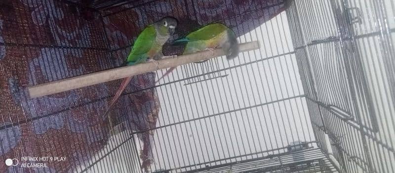 sale or exch conure breeder DNA pair 2