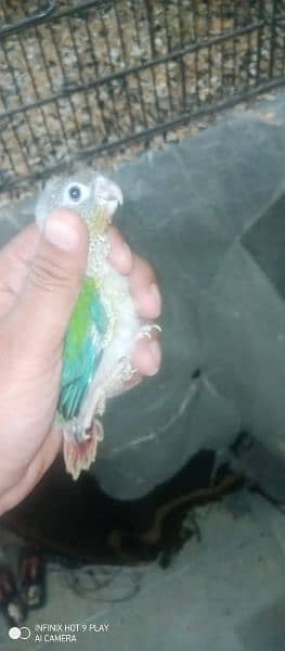 sale or exch conure breeder DNA pair 3