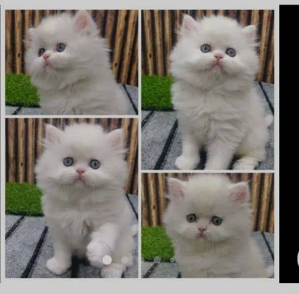 Persian punch face triple coated cat's and kitten's 5