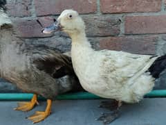 Desi Duck pair male female