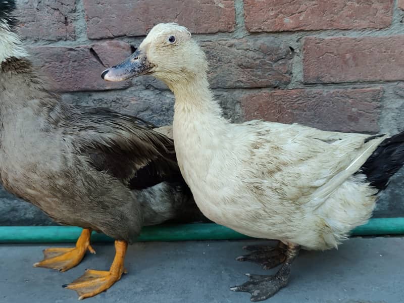 Desi Duck 2 male 1 female 0