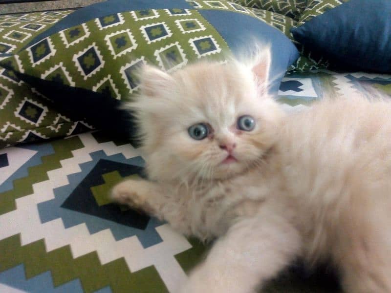 Persian Kittens 2