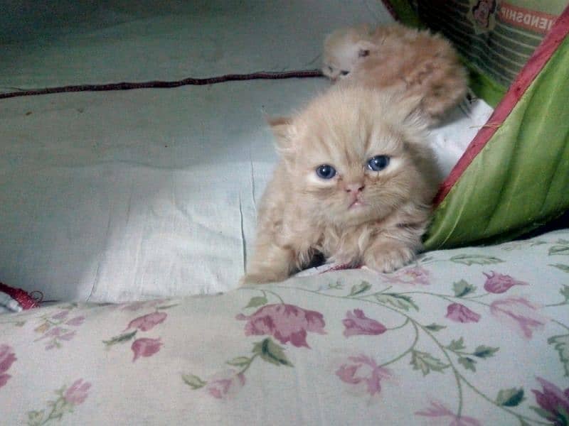 Persian Kittens 4