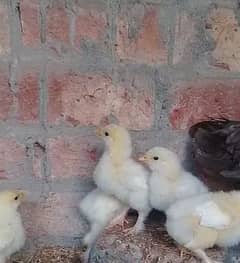 white heavy buff chicks age more than 1 month
