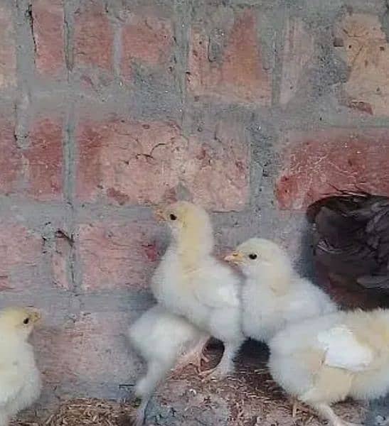 white heavy buff chicks age more than 1 month 0