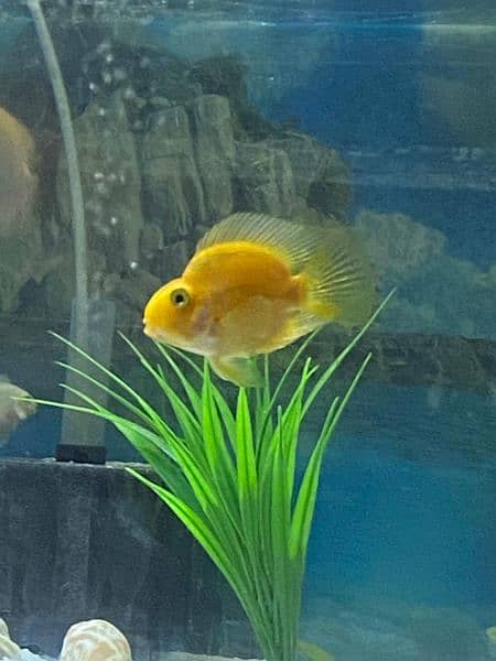 Yellow Parrot Fish 0