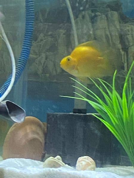 Yellow Parrot Fish 1
