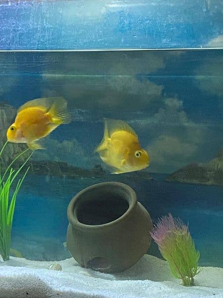 Yellow Parrot Fish 2