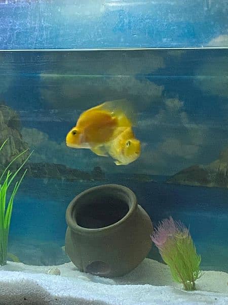 Yellow Parrot Fish 3