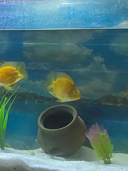 Yellow Parrot Fish 4